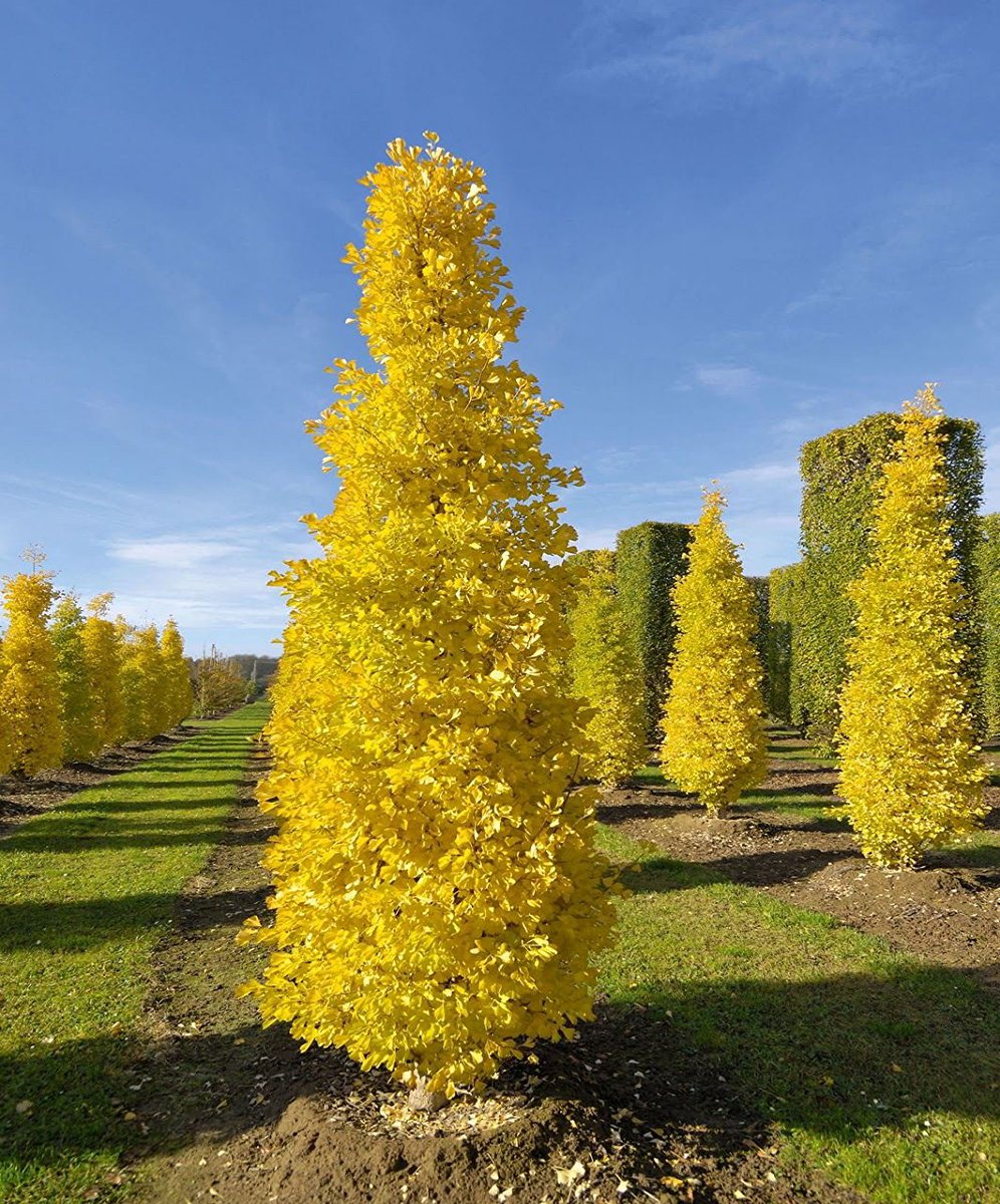 Ginkgo Biloba Golden Globe Maidenhair Tree SiteOne