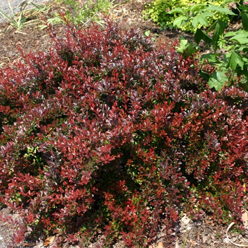 Berberis Thunbergii Monomb (Cherry Bomb) Japanese Bar SiteOne