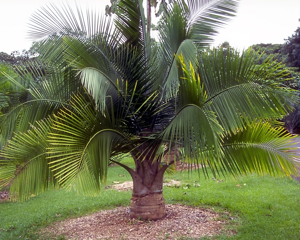Ravenea Rivularis Majesty Palm | SiteOne