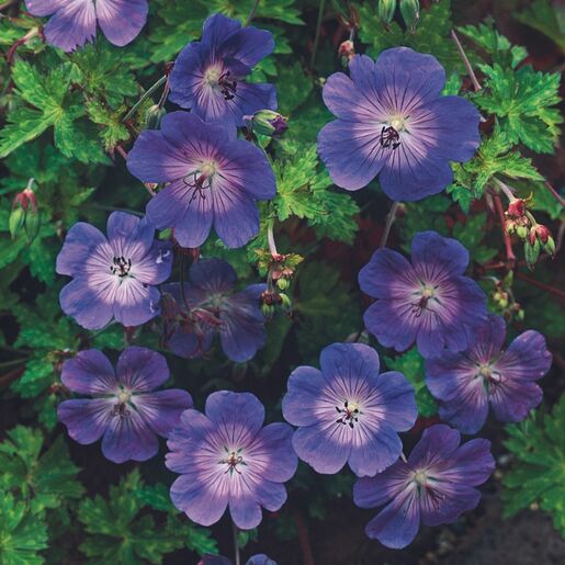 Geranium X Rozanne Geranium | SiteOne