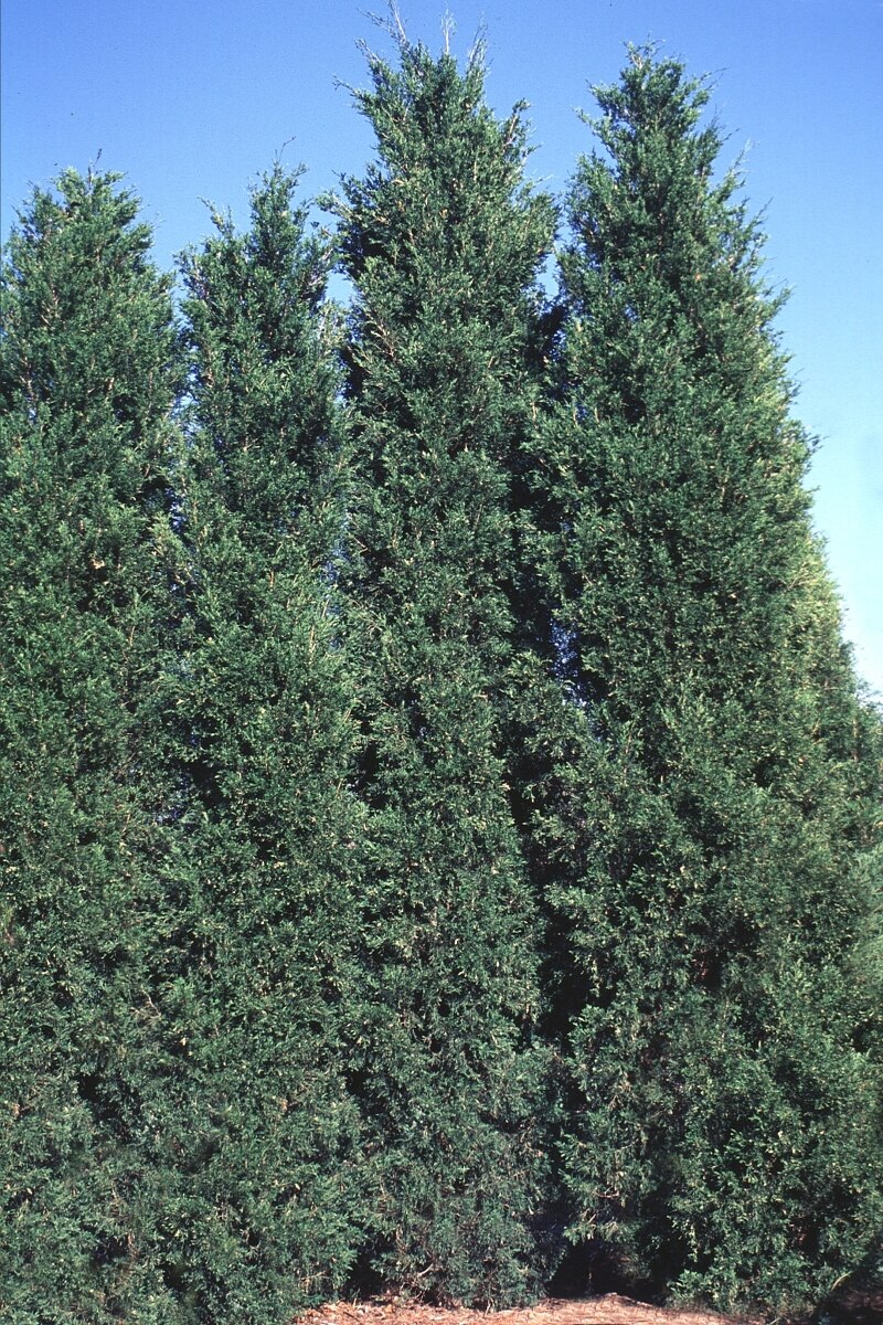 Juniperus Virginiana Hillspire Eastern Red Cedar SiteOne