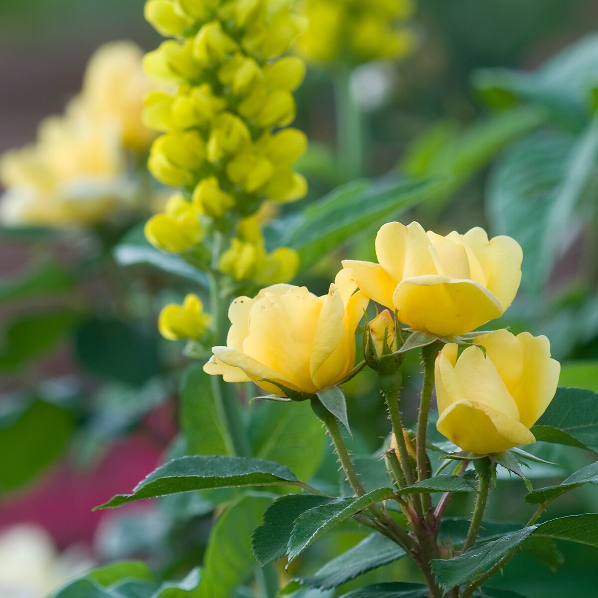 Rosa X Radsunny Sunny Knock Out Rose SiteOne