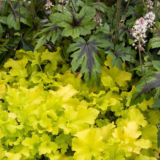 Heuchera X Lime Marmalade Coral Bells SiteOne