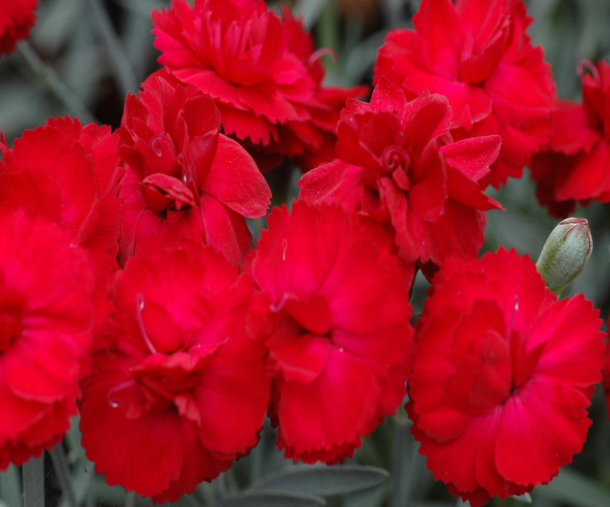 Dianthus X Early Bird Radiance Pinks | SiteOne