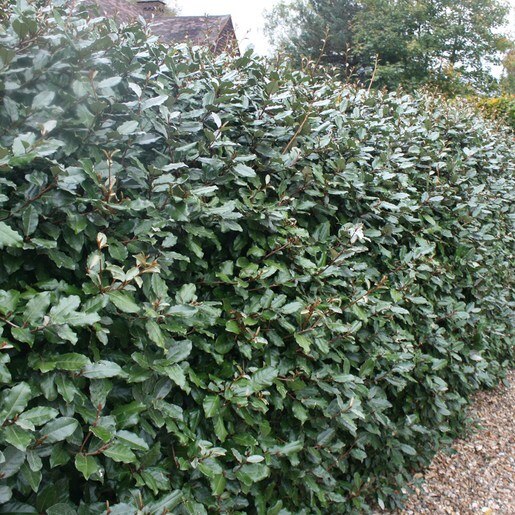 Elaeagnus X Ebbingei #1 | Flowers, Plants & Shrubs | SiteOne