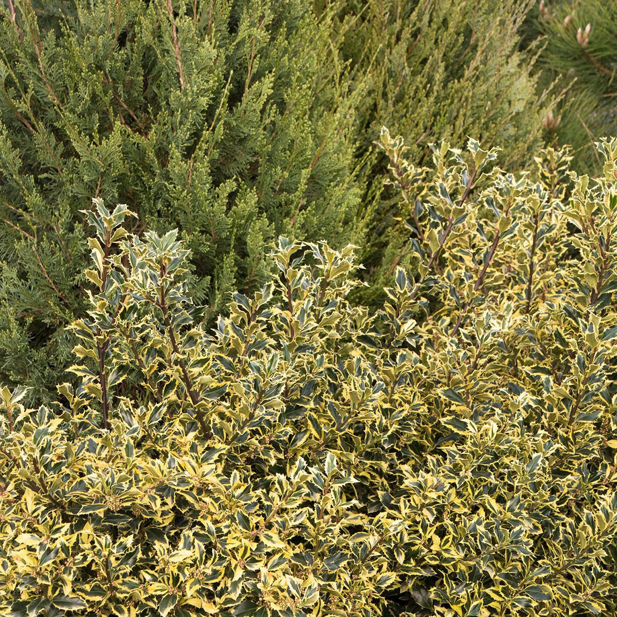 Ilex Aquifolium Monvila Gold Coast English Holly SiteOne