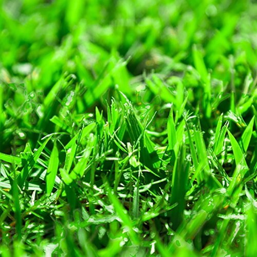 Palisades Zoysia Sod SiteOne