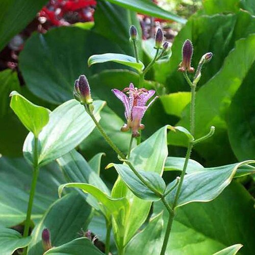 Tricyrtis Formosana Gilt Edge Toad Lily 1 Container SiteOne