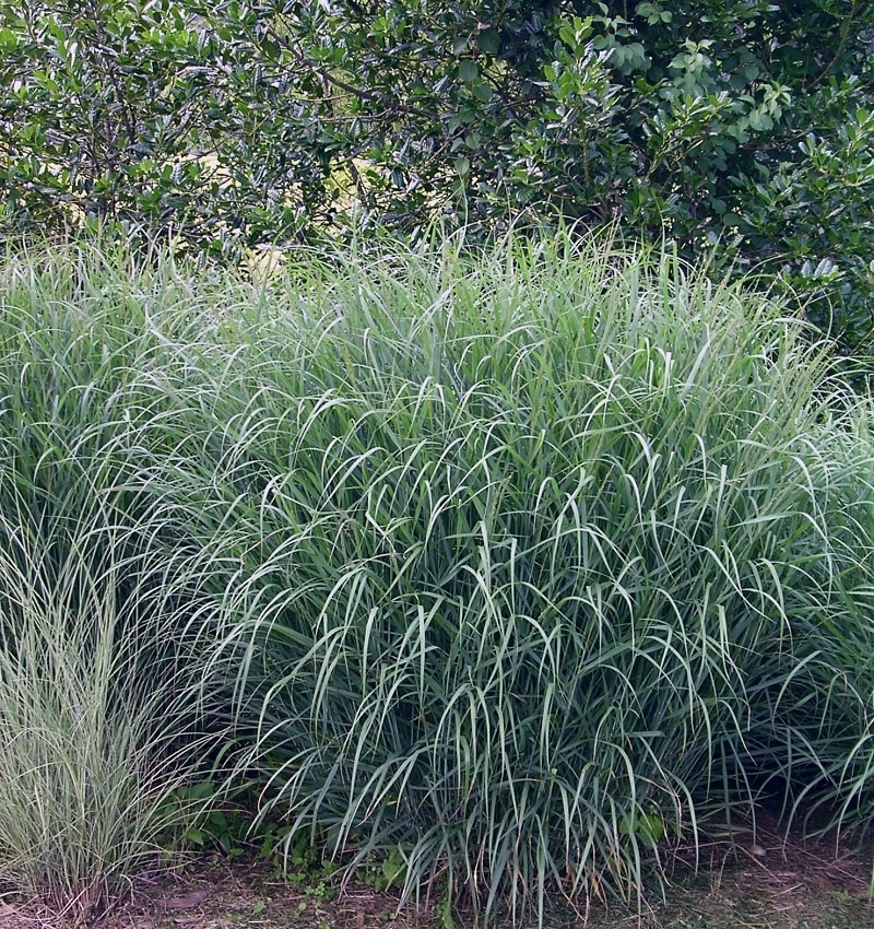 Panicum Virgatum Heavy Metal Switch Grass 5 Flowers, Plants