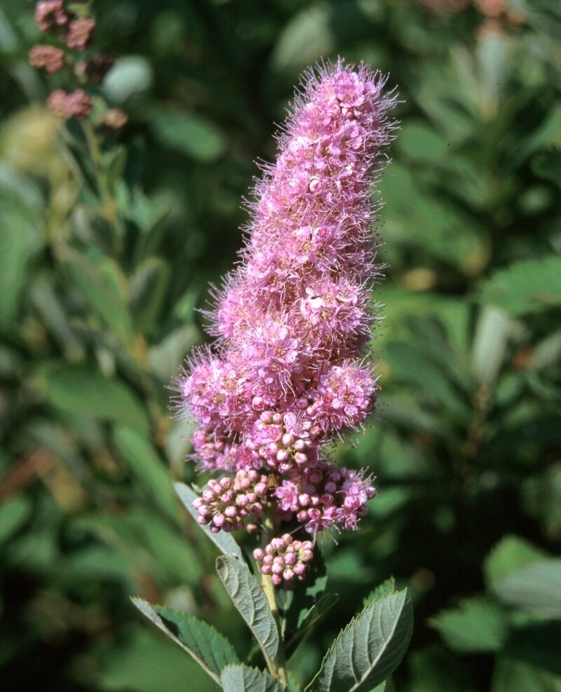 Spiraea Douglasii Rose Spirea SiteOne