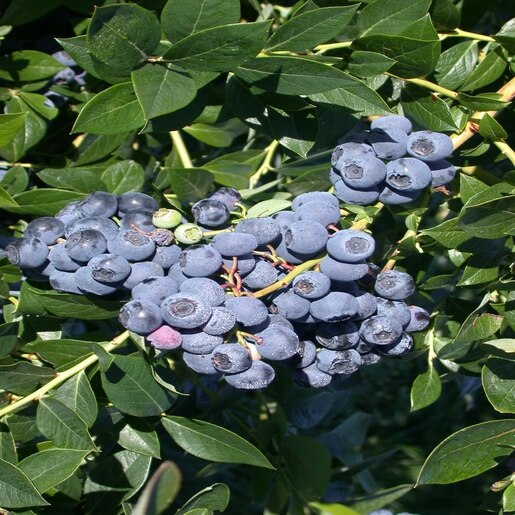 Vaccinium C Patriot 2 Flowers, Plants & Shrubs SiteOne