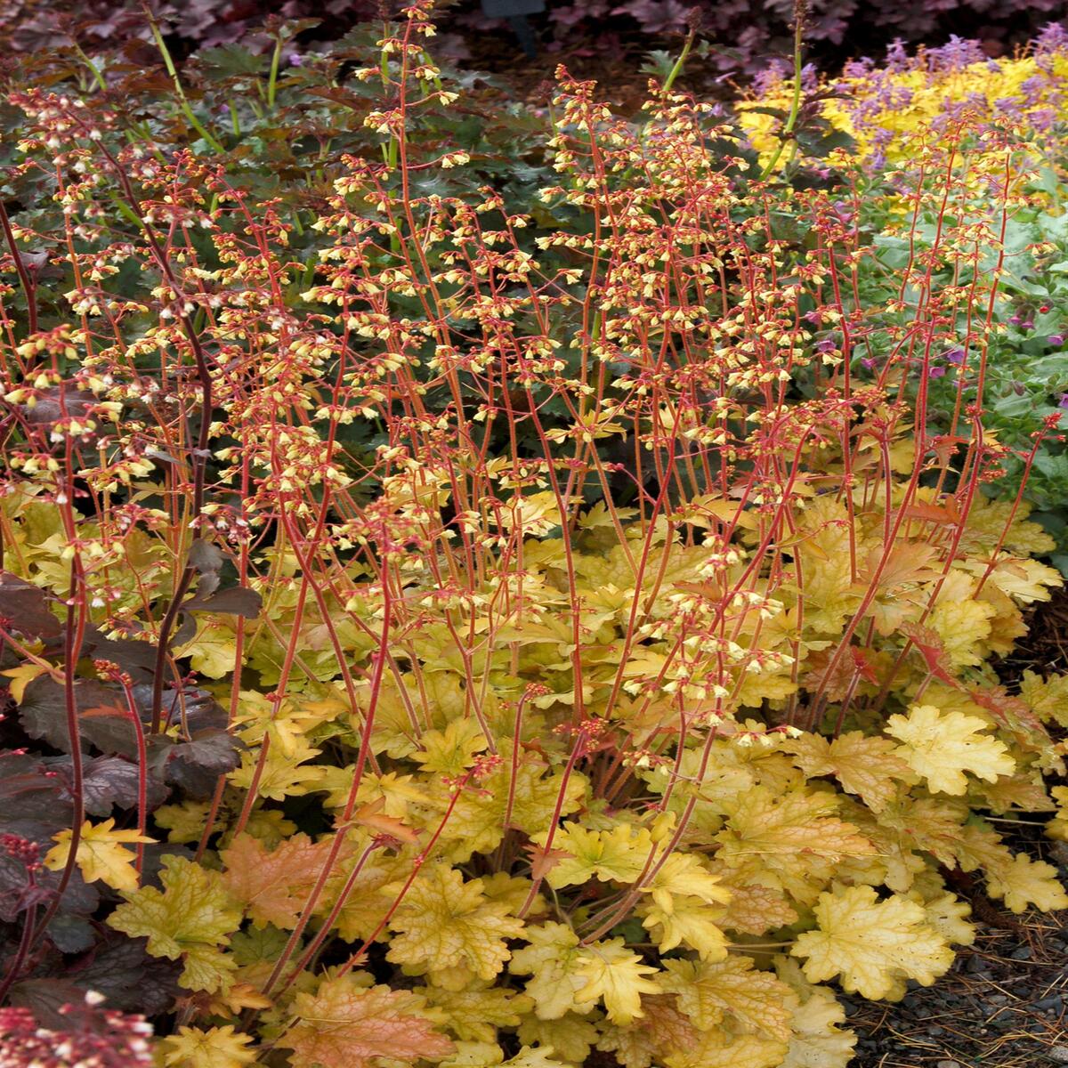 Heuchera X Ginger Ale Coral Bells | SiteOne