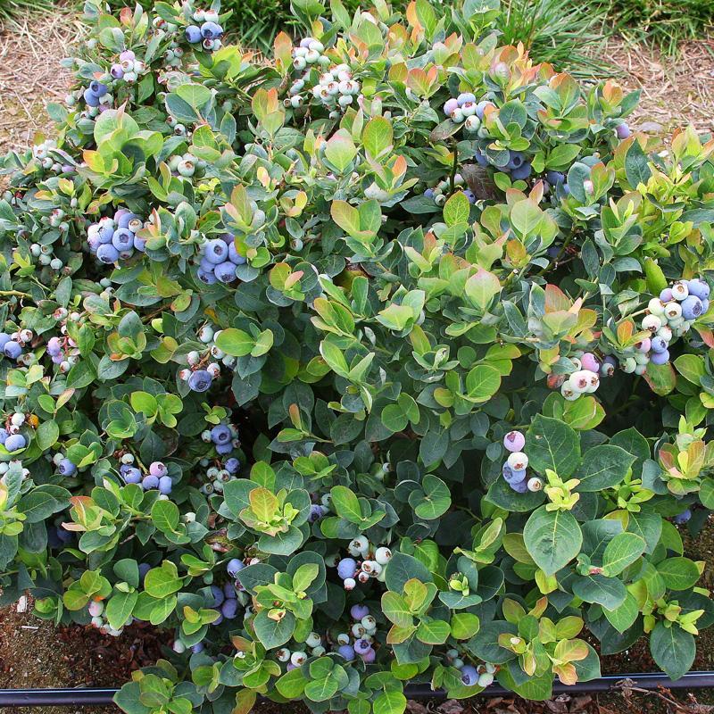Vaccinium X Sunshine Blue Southern Highbush Blueberry SiteOne