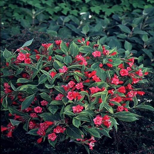 Weigela Florida French Lace Weigela #3 Container | SiteOne