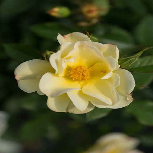 Rosa X Oscar Peterson Easy Elegance Rose SiteOne