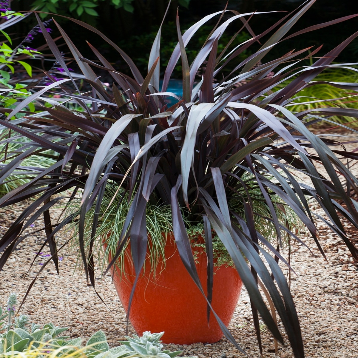 phormium-cookianum-black-adder-new-zealand-flax-siteone