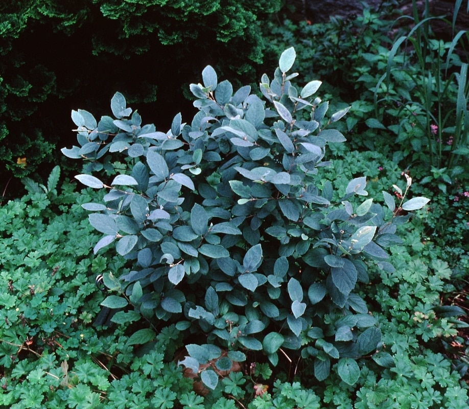 Fothergilla Blue Mist