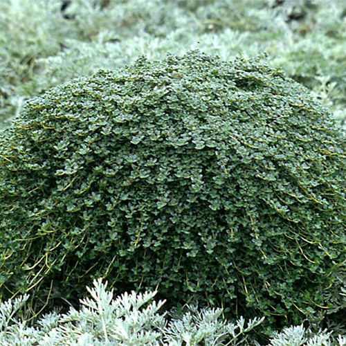 Thymus Serpyllum Elfin Creeping Thyme 1 Container SiteOne