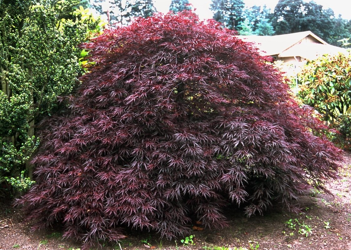 Acer Palmatum var. Dissectum Red Dragon Cutleaf Japanes SiteOne