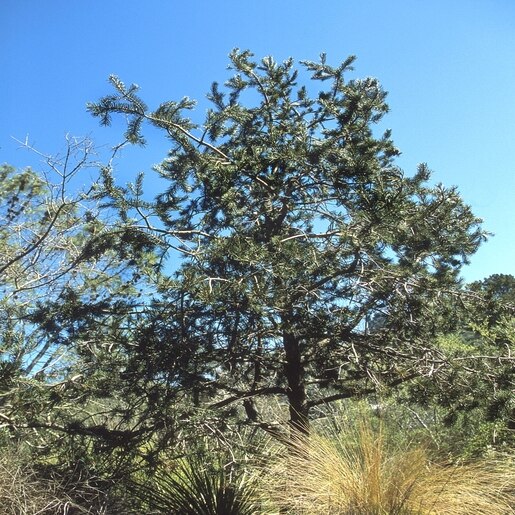 Pinus Edulis Rocky Mountain Pinyon Balled & Burlapped 9 ft. Trees