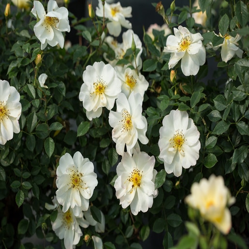 Rosa X Oscar Peterson Easy Elegance Rose SiteOne