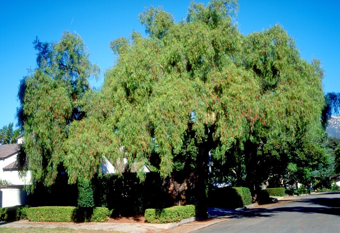 Schinus Molle California Pepper Tree SiteOne