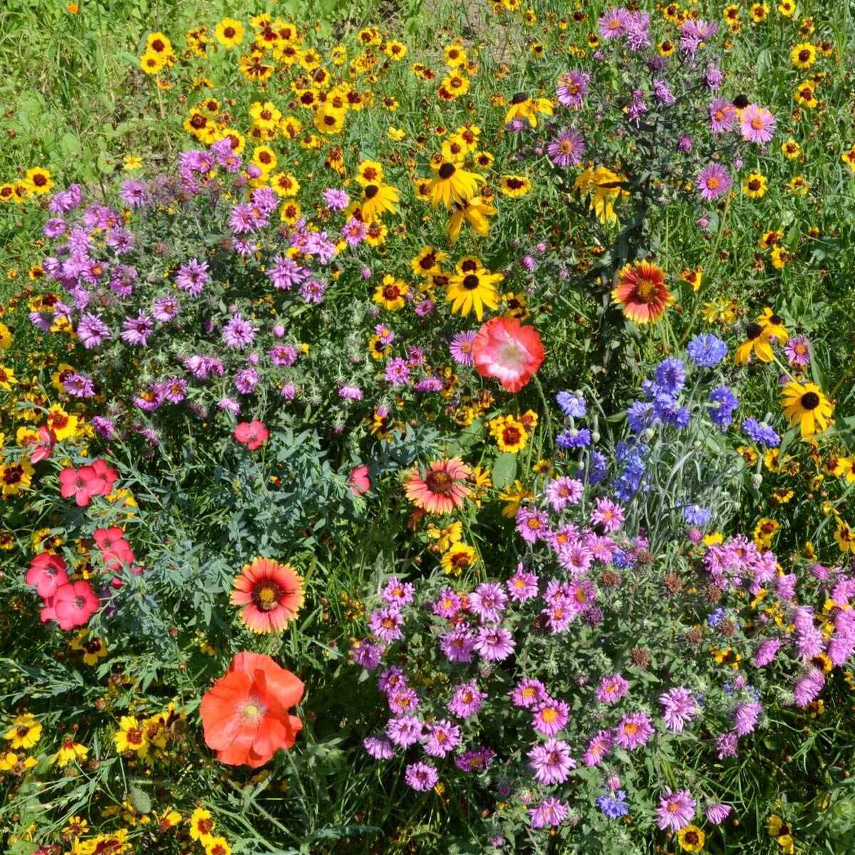 LESCO Midwest Us Wildflower Mixture Seed Bulk SiteOne