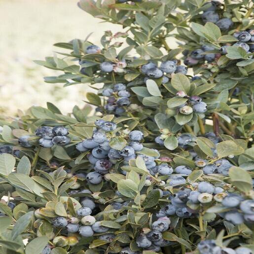 Vaccinium Corymbosum Bountiful Blue Blueberry SiteOne