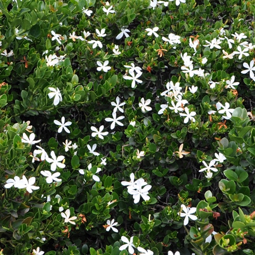 Carissa Macrocarpa Green Carpet Natal Plum SiteOne