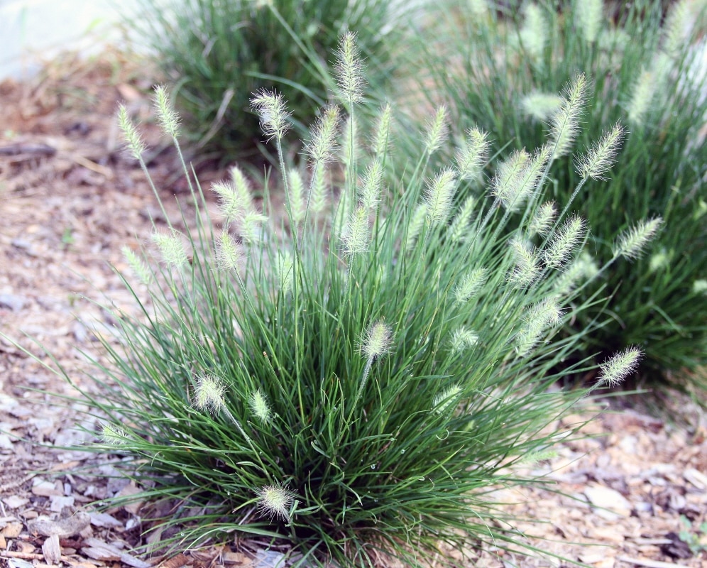 Pennisetum Alopecuroides Little Bunny Fountain Grass SiteOne